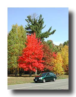 Prius_FallColors_29